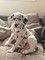 Gratis -dalmatian cachorros para la venta (dorset)