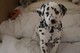 Gratis -dalmatian cachorros para la venta (dorset)