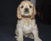 Gratis -Estupendo Kc Reg American Cocker Spaniels - Foto 1