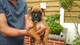 Gratis -full boxer puppy para la venta lista ahora 9 semanas de e