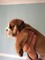 Gratis -gorgeous bulldog americano en necesidad de rehome