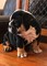 Gratis -Gorgeous Bulldog americano en necesidad de Rehome-Chunky - Foto 1