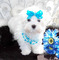 Gratis -gorgeous kc petite maltese