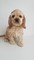 Gratis -Gorgeous perrito de Yankeedoodle para la venta - Foto 1