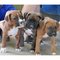 Gratis Gratis Boxer cachorros disponibles - Foto 1