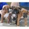 Gratis gratis boxer cachorros disponibles