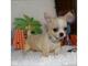 Gratis Gratis masculino y femenino Chihuahua perritos - Foto 1