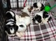 Gratis gratis regalo shih tzu cachorros 