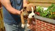 Gratis -Heart probado Bobtail Boxer Stud Dog - Foto 1