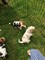 Gratis -hermosa camada de bassett hound pups