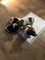Gratis -Jack Russell cachorros a su hogar amoroso - Foto 1