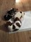 Gratis -Jack Russell perras para la venta - Foto 1