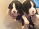 Gratis Kc Reg Boxer Puppies listo para la adopción libre - Foto 3