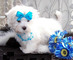 Gratis -Kc Reg puro criado maltés Terrier cachorros - Foto 1