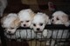 Gratis -kc registered maltese puppies