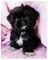 Gratis -Kc Registrado Shih Tzu cachorros - Foto 1