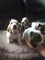 Gratis lovely basset hound pups - sólo niños