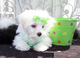 Gratis -Lovely cachorros malteses para la venta - Foto 1