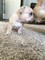 Gratis -Lovely French Bulldog Puppies Ahora Listo - Foto 1