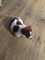 Gratis -Miniature Jack Russell cachorros en venta - Foto 1