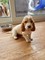 Gratis -Monty - Lovable Basset - Foto 1