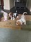 Gratis -pedigree basset hound puppies