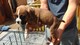 Gratis -pedigree kc registered boxer puppies