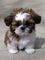 Gratis -pigigree shihtzu cachorros