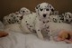 Gratis -proveído dalmatian stud (kc registrado)