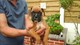 Gratis -Proven Kc Reg Red / brindle boxeador para Stud - Foto 1