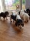 Gratis -reservado-hermoso pedigree bassett hound puppies