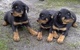 Gratis rottweiler - cachorros