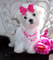 Gratis -Stunning Teacup Malchi cachorros - Foto 1