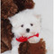 Gratis -Stunning Teacup Malchi cachorros - Foto 1