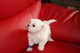 Gratis Tamaño muy pequeño de la T-taza Maltés Terrier - Foto 1