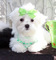 Gratis-Tea-cup Maltese Chica y Chico- Kennel Club Reg - Foto 1