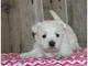 Gratis Terrier blanco de montaña del oeste westie - Foto 1