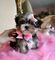 Gratis -Tiny Imperial Shih Tzu Chica - Foto 1