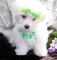 Gratis -tiny kc registered maltese puppies