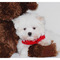 Gratis -tiny kc registered maltese puppies