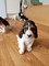 Gratis ¡- Tri hermoso Basset Hound para el perno prisionero! - Foto 1