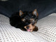 Gratis -Yorkshire Terrier X Bichon Frise - Foto 1