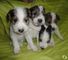 Hermoso fox terrier cachorros en venta - Foto 1