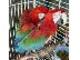 Hermoso loro de macaw bebé por 150 € - Foto 1