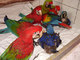 Hermoso loro de macaw bebé por 200 €