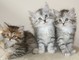 Hermosos gatitos siberianos disponibles