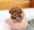 Impresionantes cachorros mini poodle para la venta