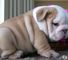 Macho y hembra cachorros bulldog ingles - Foto 1