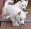 Macho y hembra Husky siberiano adopción - Foto 1