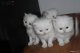 Magnificos gatitos persas de color blanco machos y hembras de pur - Foto 1